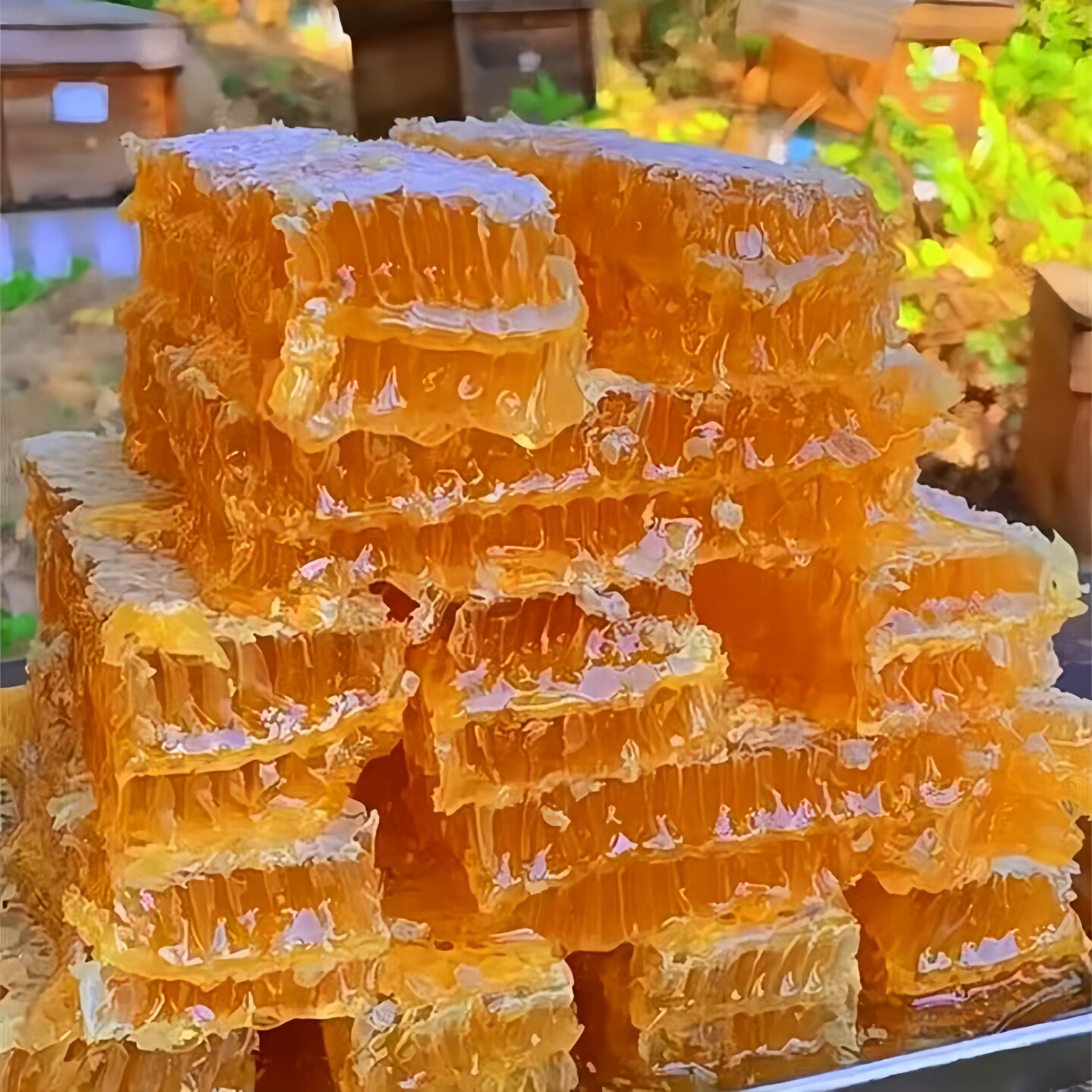 蜂巢蜜500g蜂巢蜜嚼着吃土蜂蜜纯正天然农家自产蜂窝蜜采百花蜜花