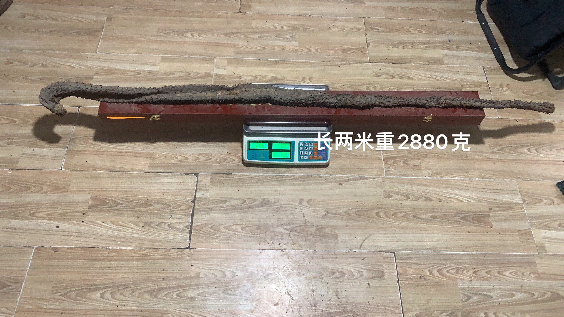 内蒙阿拉善沙漠人参肉苁蓉整根礼盒装2米多泡酒煲汤强身健体