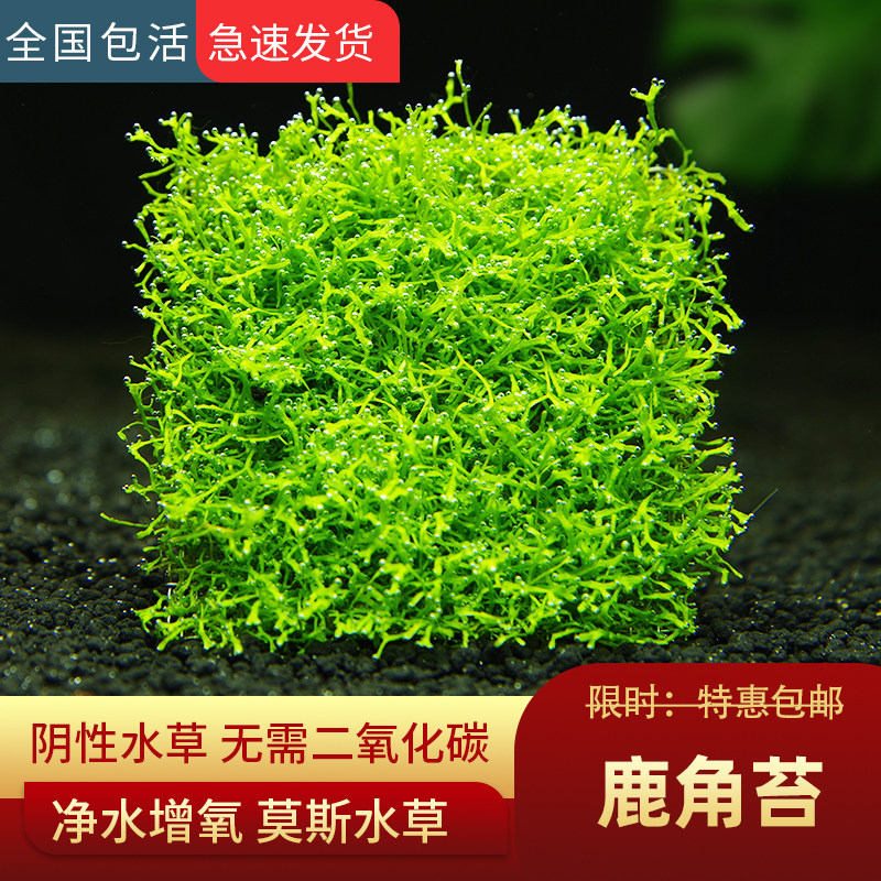 鱼缸造景鹿角苔莫斯水草增氧植物淡水冒泡慕斯片定植阴性前景草坪