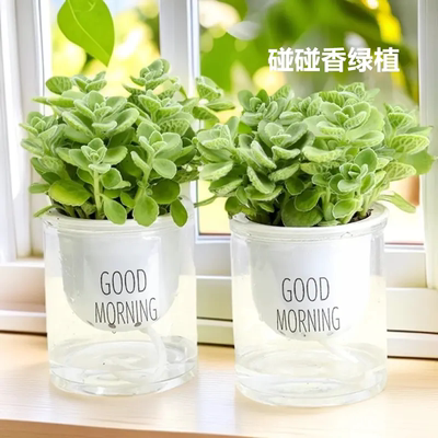 碰碰香一抹香可食用易养盆栽