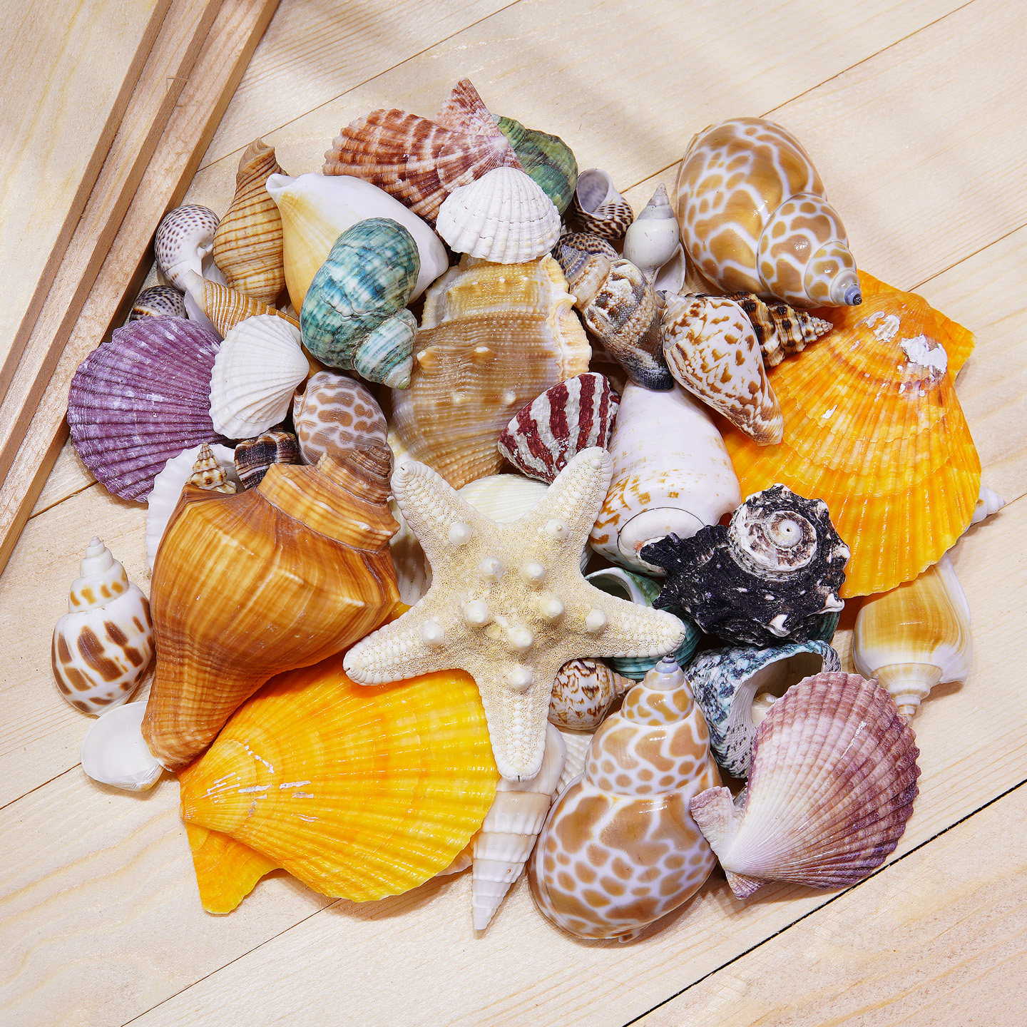 天然贝壳海螺手工diy材料混装海螺壳海星小海螺标本鱼缸造景摆件