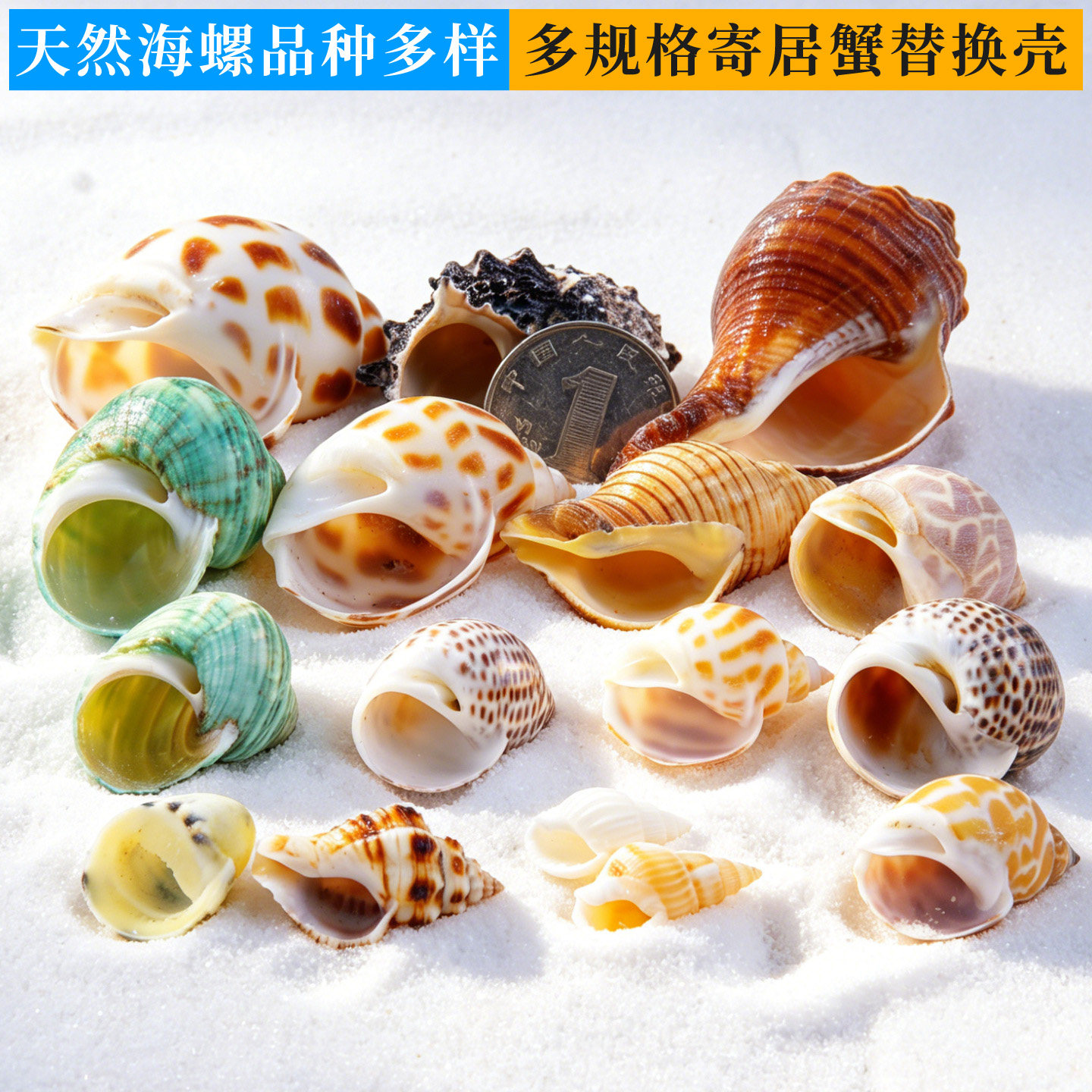 天然寄居蟹替换壳海螺壳寄居蟹壳替换壳螺壳专用蟹壳宠物新壳套装