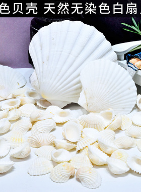 天然大号白色贝壳幼儿园diy画画扇贝婚庆家居地台装饰拍摄道具