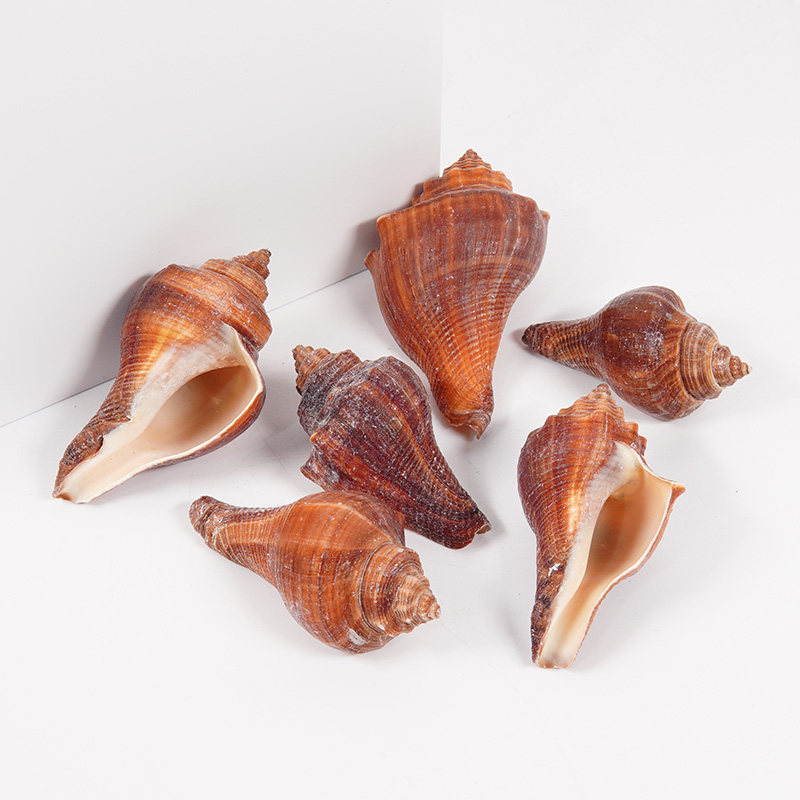 天然红螺鸡腿海螺家居装饰收藏diy寄居蟹壳水族鱼缸造景海洋标本