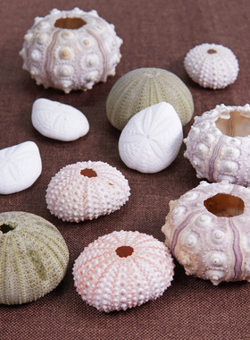 天然粉色白色海胆壳工艺品家居装饰拍照摄影小摆件标本收藏科普