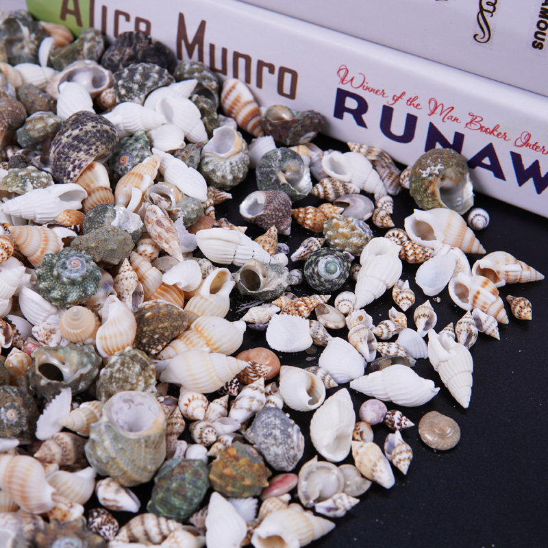 天然小海螺贝壳沙米螺小杂螺壳迷你家居微景观装饰造景手工漂流瓶