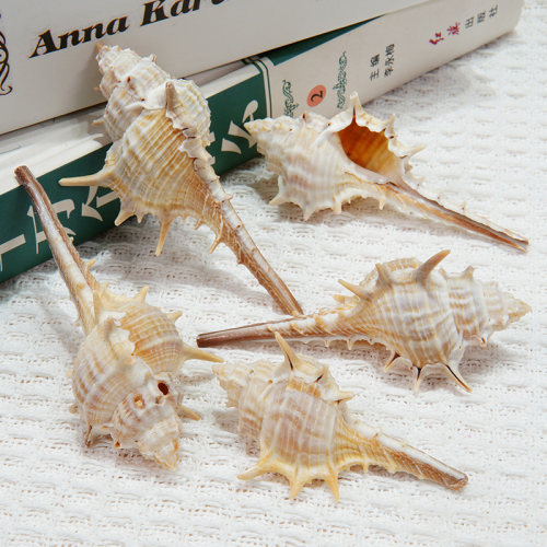 心愿盒子海螺骨螺天然