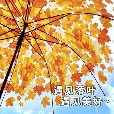 高颜值枫叶雨伞拍照伞公主儿童伞网红长柄透明大号树叶氛围感雨伞