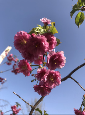优雅美雪樱花树苗原生日本樱花盆景盆栽开花早樱品种花量大