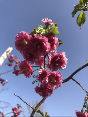 优雅美雪樱花树苗原生日本樱花盆景盆栽开花早樱品种花量大