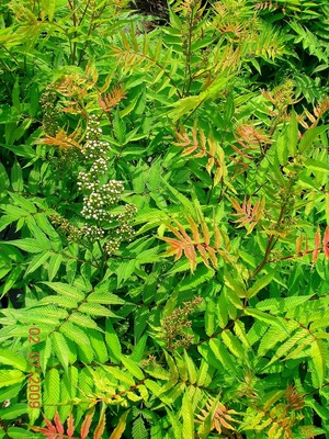 品种彩叶珍珠梅变色开花