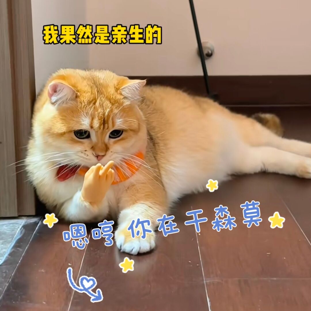 抖音同款猫咪手套搞笑逗猫玩具