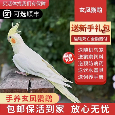 玄凤鹦鹉活体会学说话手养宠物黄化玄凤一对可繁殖鸟活物鹦鹉活鸟