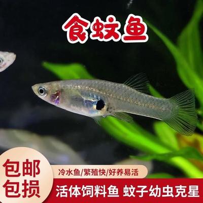 食蚊鱼大肚鱼繁殖麦穗鱼冷水淡水宠物喂乌龟饲料鱼吃蚊子幼虫鱼苗