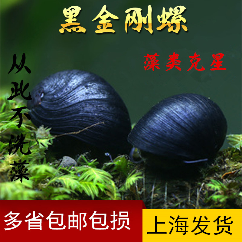 黑金刚螺 淡水螺 龟缸除藻 鲍鱼螺 除藻螺 蜜蜂螺 斑马螺 金刚螺图片