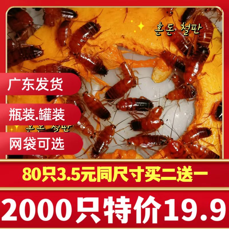 樱桃蟑螂 樱桃红蟑螂活体饲料 观赏鱼饲料