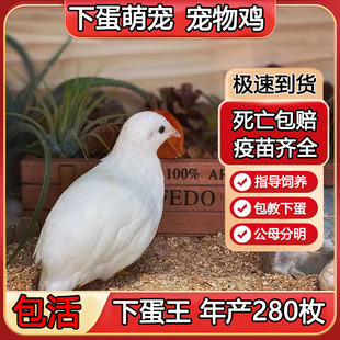 网红鸡宠物鸡幼鸡活物小鸡活苗活鸡仔一公一母下蛋成鸡珍珠色活体