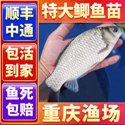 鲫鱼苗中科5号淡水养殖食用特大麻鲫大板鲫工程鲫黄金鲫土鲫鱼苗