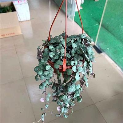 爱之蔓吊盆植物一寸心盆栽苗泰国佛珠室内阳台客厅创意绿植易养活