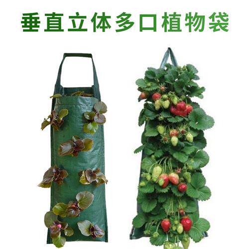 绿化墙PE悬挂垂吊多口草莓种植袋阳台室内壁挂立体种植盆绿美植袋