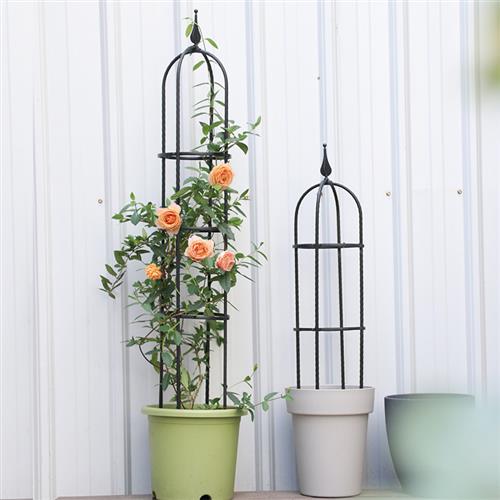 阳台植物爬藤花架月季攀爬支架三角梅爬藤架铁艺支柱花藤架支撑杆