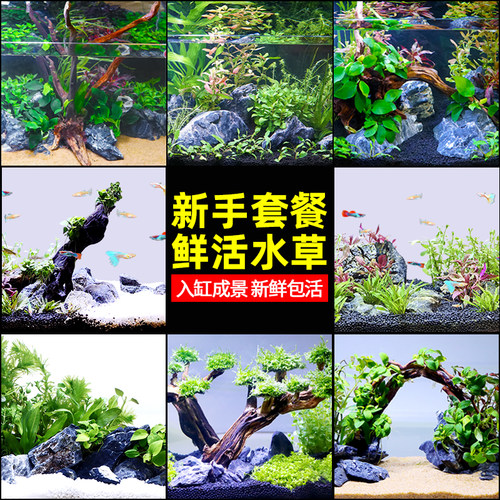 鲜活真水草草缸造景套餐包邮包活