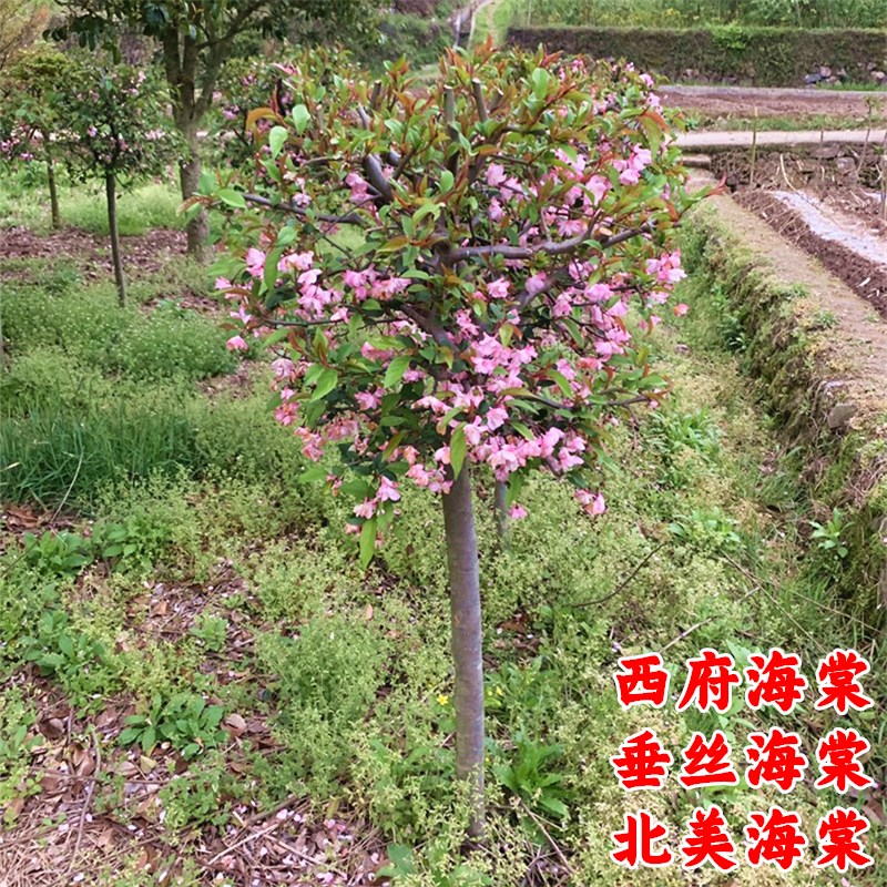 高杆海棠树苗垂丝小苗北美花苗别