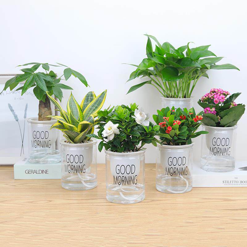 发财树绿萝栀子花办公室内好养绿植桌面盆栽花卉水培多肉植物芦荟