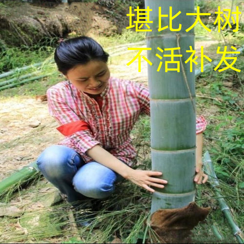 大型毛竹绿化竹笋食用户外种