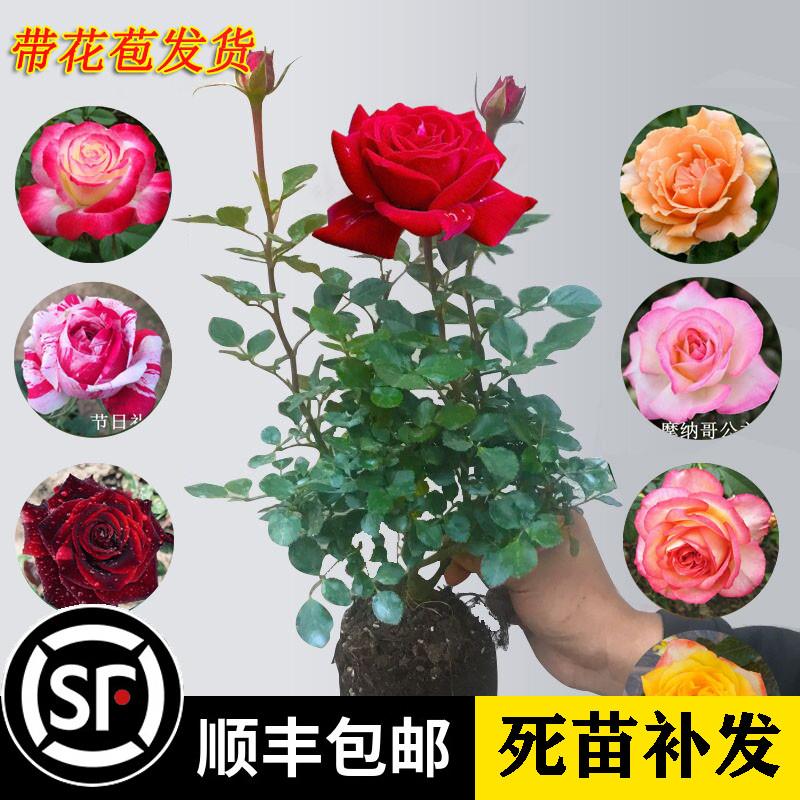 品种月季大花月季欧洲香水月季花苗盆栽浓香型赛玫瑰花带发货
