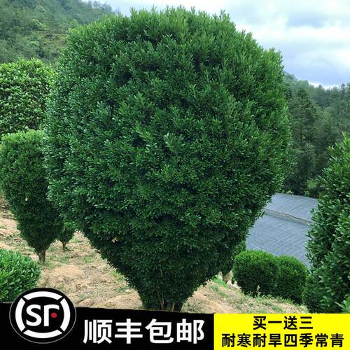 黄杨树苗小叶瓜子雀舌庭院绿植金