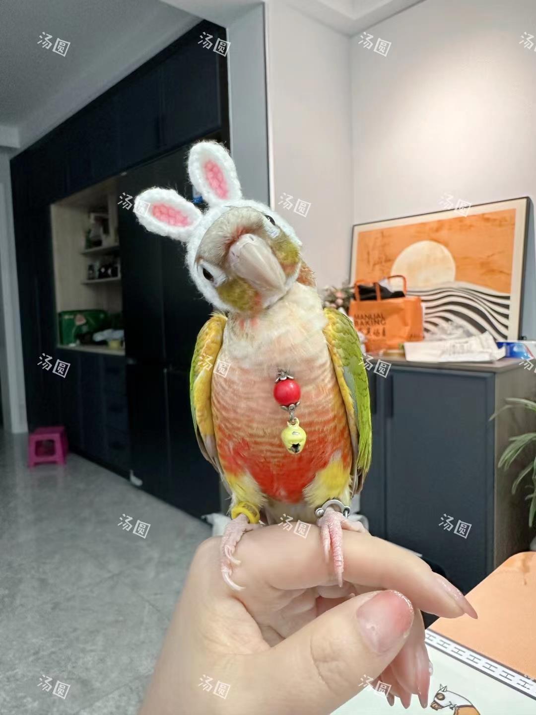 虎皮玄凤牡丹鹦鹉鸟戴的帽子宠物毛线钩针针织小帽子头饰品头套