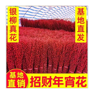 银柳真花鲜枝室内红色喜庆年宵花卉新年干花植物盆栽客厅摆件装饰