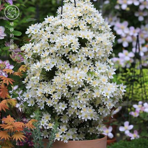 花园常绿铁线莲爬藤植物盆栽多年