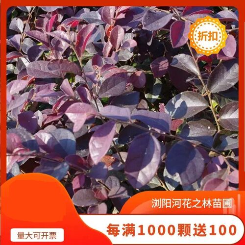 红花继木小苗双面红檵木球桩绿篱