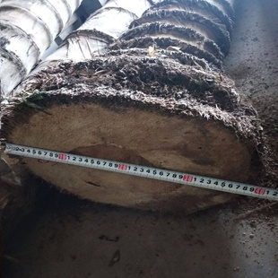 大型楠竹苗巨龙竹竹苗食用竹笋苗种植四季长青毛竹苗巨龙竹竹子苗