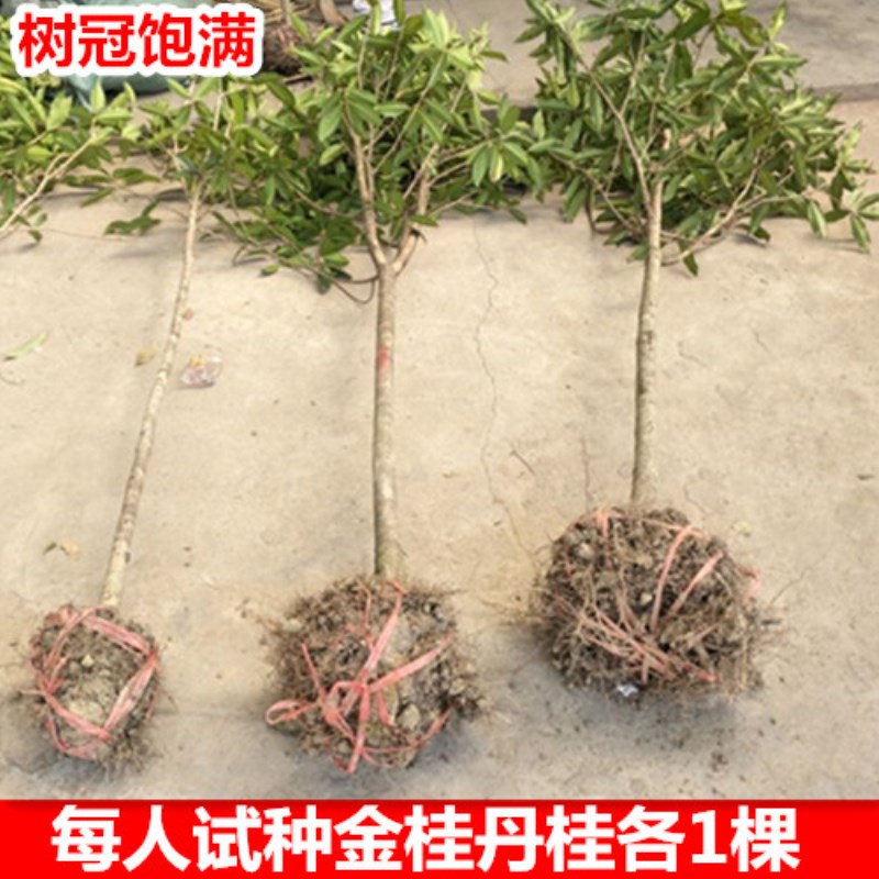 红花丹桂状元红朱砂桂血桂金桂桂花树苗大树庭院盆栽地栽绿植