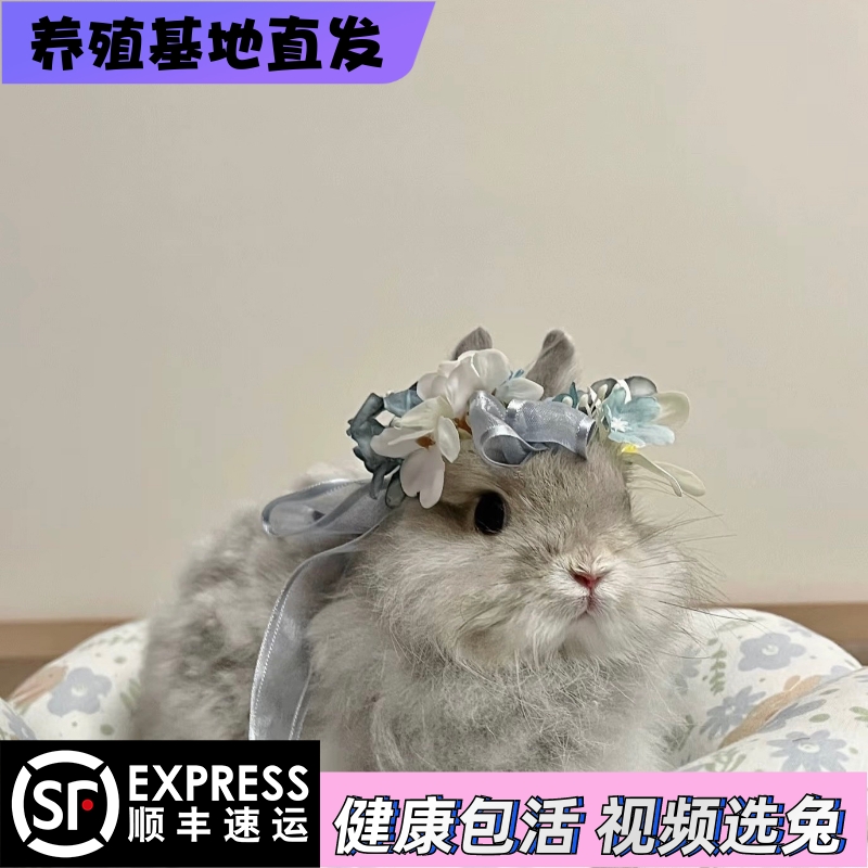 纯正血统双血统活物宠物兔侏儒兔兔子荷兰兔包子脸迷你茶杯兔