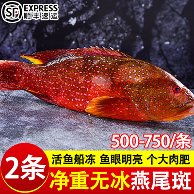燕尾斑东星斑石斑鱼现捕新鲜鲜活冷冻深海海鱼瓜子斑海鲜水产红斑