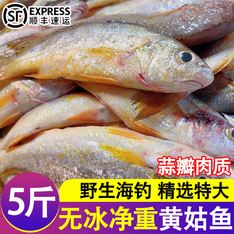 黄姑鱼新鲜冷冻小黄姑鱼鲜活冰鲜无冰小黄花海鱼黄鱼鲞海鲜水产