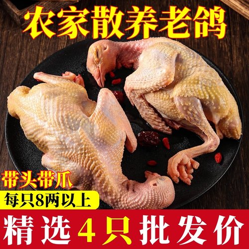 三年老鸽子新鲜现杀乳鸽土鸽子肉