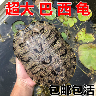 巴西彩龟萌龟饲家超大1-6斤产蛋