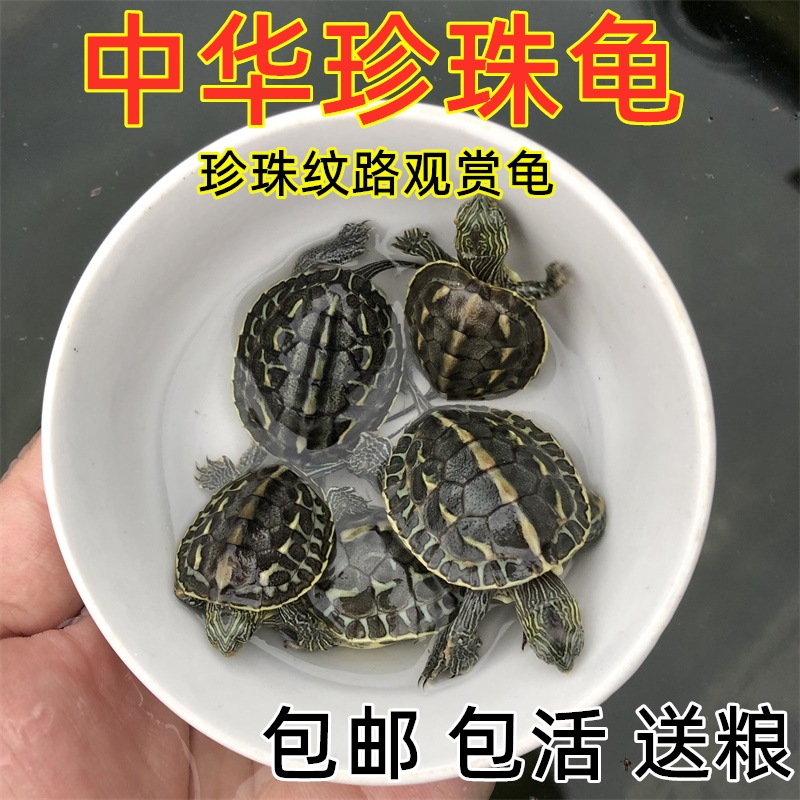 珍珠龟中华花龟台湾六线草龟乌龟活物宠物情侣活体龟观赏水龟