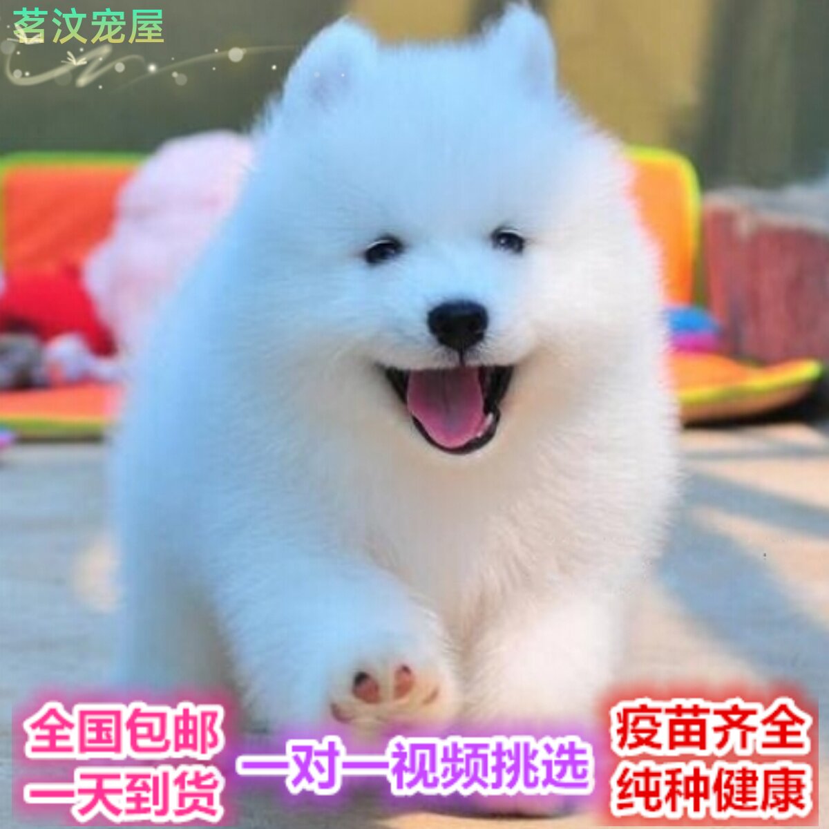 纯种萨摩耶幼犬熊版萨摩耶犬雪橇犬萨摩耶狗狗萨摩幼犬可爱宠物狗