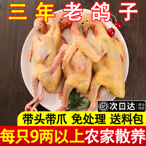 农家散养3年老鸽子土鸽五新鲜鸽