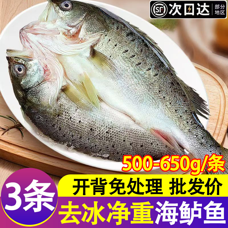 开背鲈鱼新鲜冷冻七星鲈鱼海鱼卢鱼水产烤鱼半成品烧烤商用批发