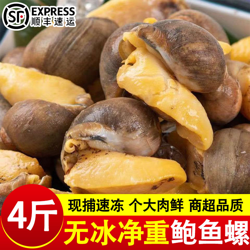 鲍鱼螺鲜活特大号老婆脚新鲜冷冻鲍螺珍珠鲍黄金鲍螺捞汁商用顺丰