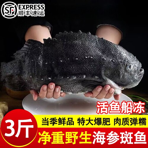 海参斑鱼冰岛去脏海参斑无冰海鱼野生海鲜食材饭店商用批发顺丰