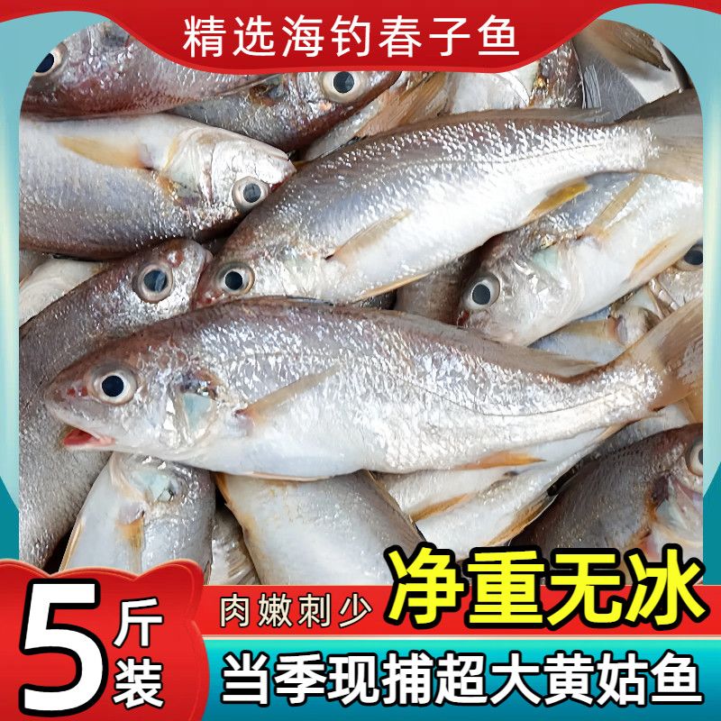 黄姑鱼新鲜冷冻小黄姑鱼鲜活冰鲜无冰小黄花海鱼黄鱼鲞海鲜水产