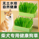 柴犬专用狗草狗可以吃 草狗狗食用草宠物排毛球无土育苗盘盆栽